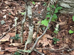 IMG_8865