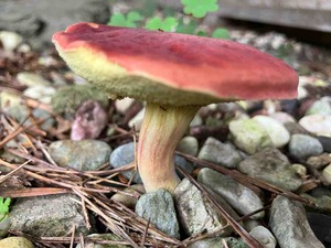 IMG_5662
