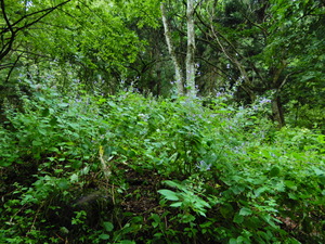 DSCN0222