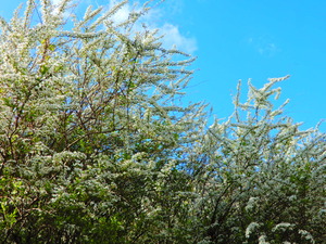 DSCN9281