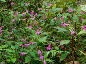 DSCN0495