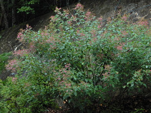 DSCN0747