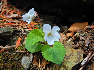 DSCN0224