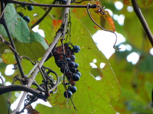 DSCN0449
