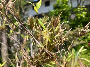 IMG_0082
