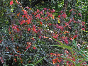 DSCN9722