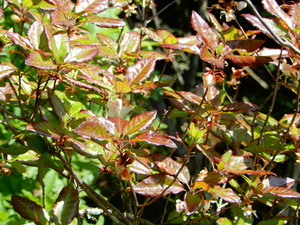 DSCN0794