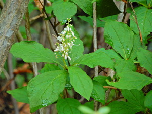 DSCN0364