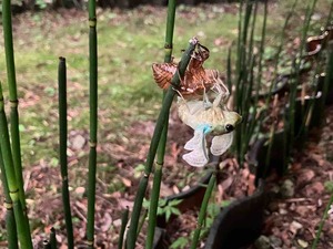 IMG_1602
