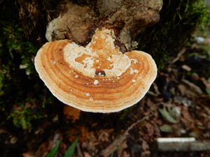 DSCN1408