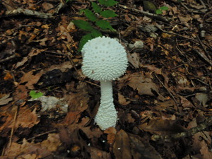 DSCN9546