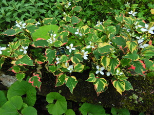 DSCN0203