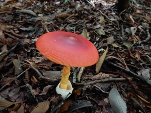 DSCN0917