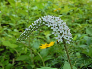 DSCN0013