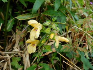 DSCN0467