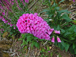 DSCN9812