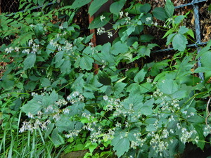 DSCN0336