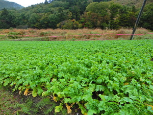 DSCN9748