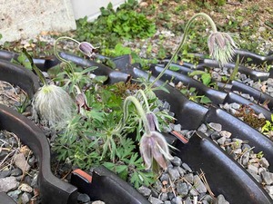 IMG_9074