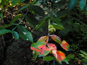 DSCN9925