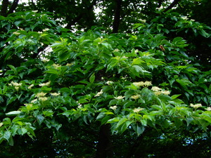 DSCN0331