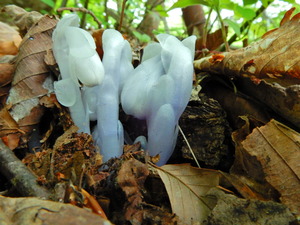 DSCN9979