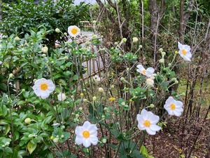 IMG_2356
