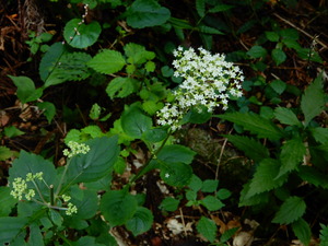 DSCN0539