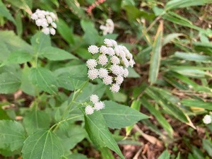 IMG_6107