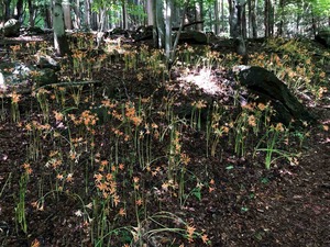 IMG_5279