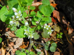DSCN0358