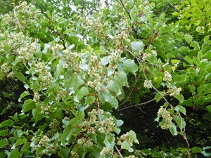 DSCN9913