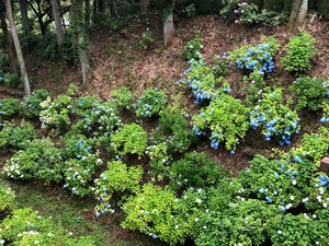 IMG_1900