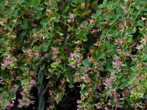 DSCN0744