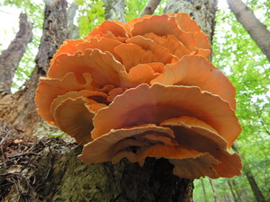 DSCN0102