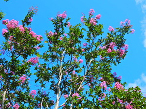 DSCN0533