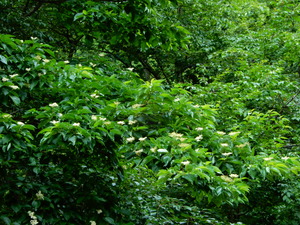 DSCN0333