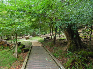 DSCN9956