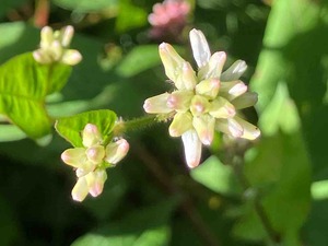 IMG_2963