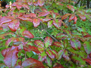 DSCN0008