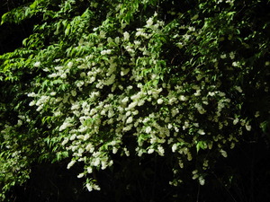 DSCN0216