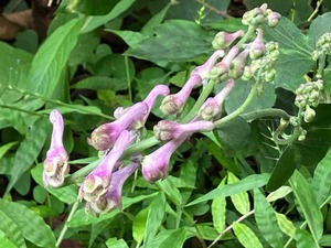 IMG_2522