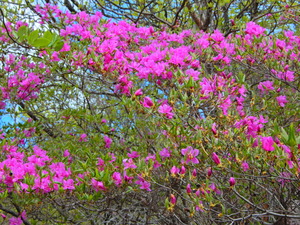 DSCN0051