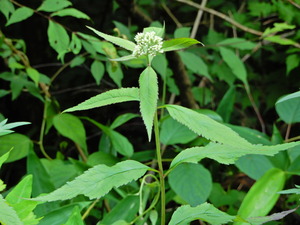 DSCN0288