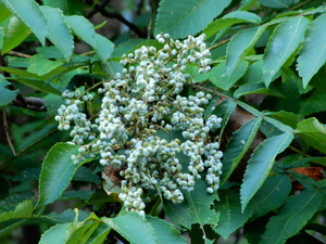 DSCN0668