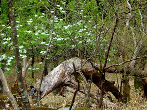 DSCN0733