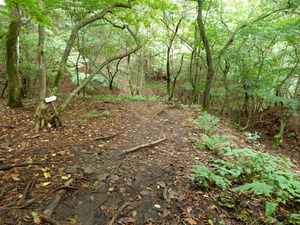 DSCN0733