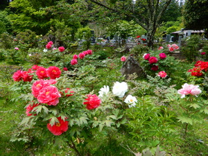 DSCN9362