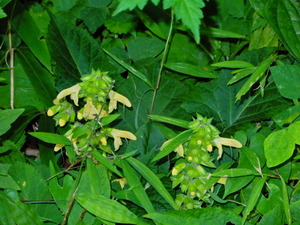 DSCN0523