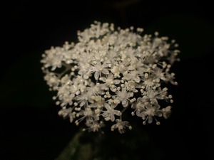 P6082977